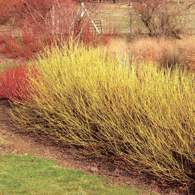 [3562] CORNUS STOLONIFERA FLAVIRAMEA (Caduc, 150/200)