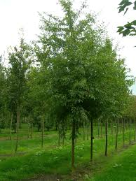 [7851] MALUS TORINGO - TIGE (Caduc, 3 à 5 m)