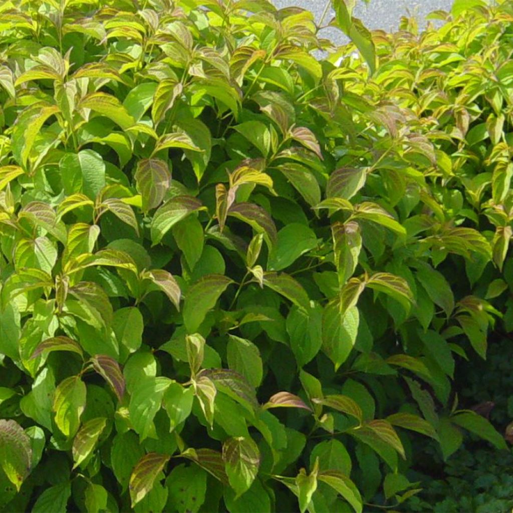 [3567] CORNUS STOLONIFERA KELSEY DWARF (Caduc, 50/100)