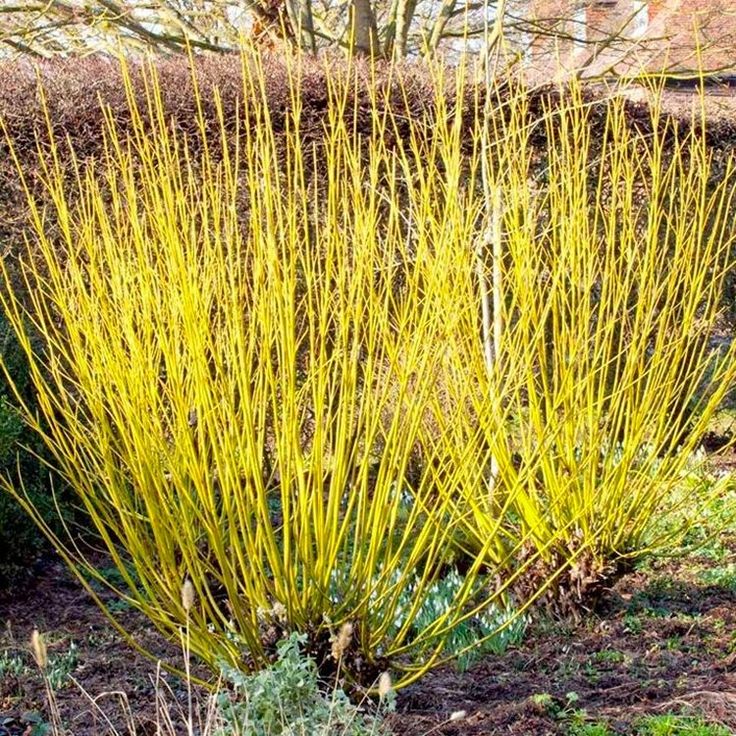 CORNUS STOLONIFERRA FLAVIRAMEA