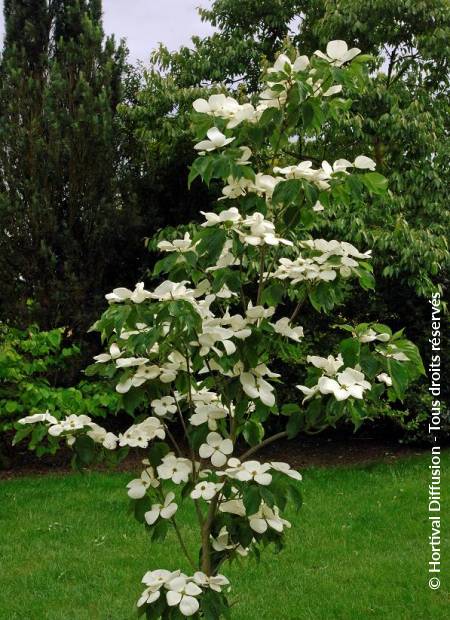 [3577] CORNUS X RUTGERSENSIS VENUS (Caduc, 5 à 10 m)