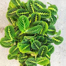[7861] MARANTA LEUCONEURA LEMON LIME (Persistant, 20/50)