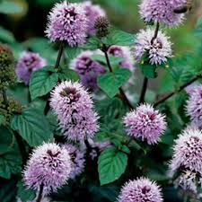 [7917] MENTHA AQUATICA (Caduc, 50/100)