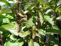 MENTHA CITRATA BERGAMOTE  (MENTHE BERGAMOTE)