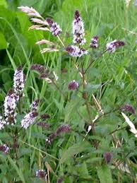 [7922] MENTHA PIPERITA (MENTHE POIVREE) (Caduc, 50/100)