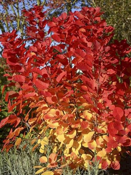 COTINUS COGGYGRIA FLAMISSIMO