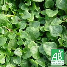 MENTHA REQUIENII (MENTHE CORSE)
