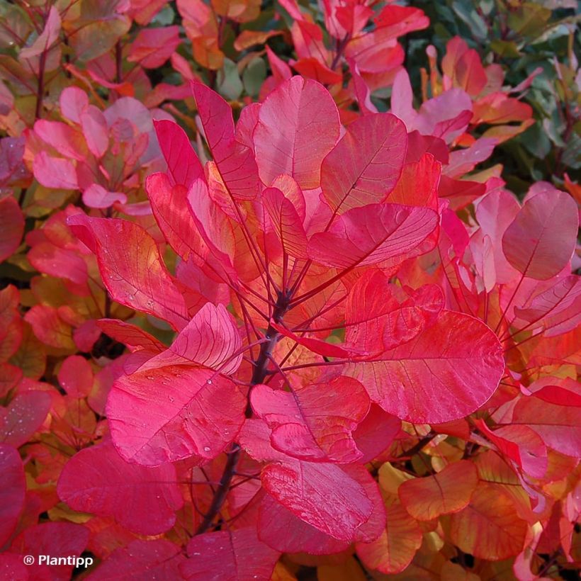 COTINUS COGGYGRIA OLD FASHIONED