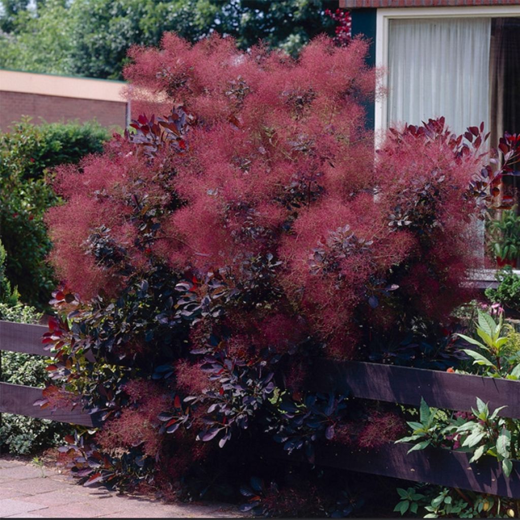 COTINUS COGGYGRIA ROYAL PURPLE
