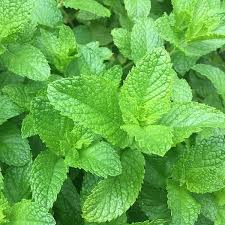 MENTHA SPICATA (MENTHE VERTE)