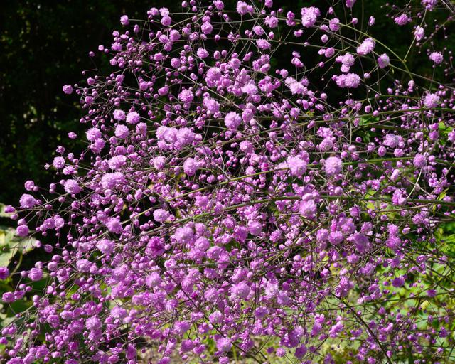THALICTRUM DEL.HEWITTS DOUBLE VIOLET