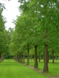 [7936] METASEQUOIA GLYPTOSTROBOIDES - TIGE (Caduc, 5 à 10 m)