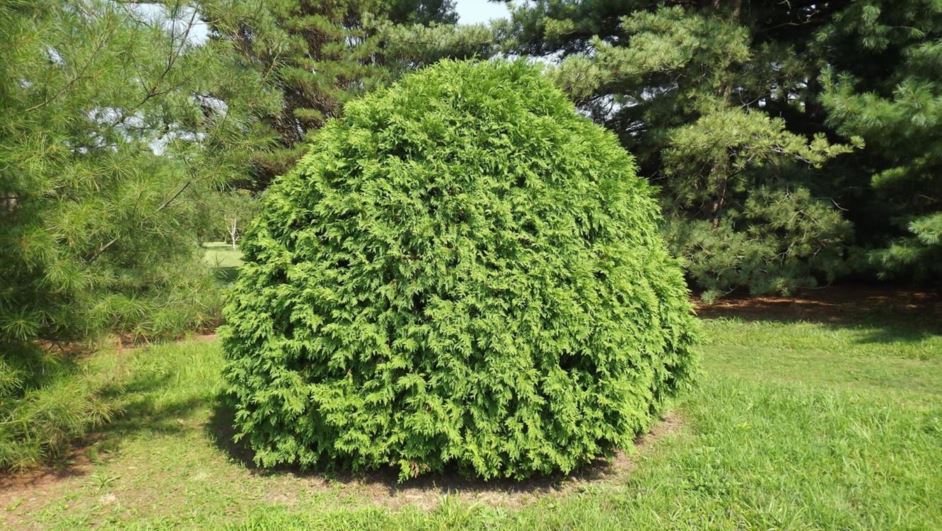 THUJA LITTLE CHAMPION