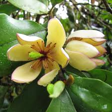 MICHELIA FIGO