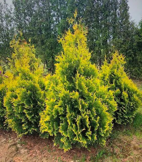 THUJA OCC. YELLOW RIBBON