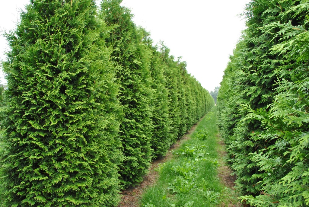 THUJA OCCIDENTALIS BRABANT