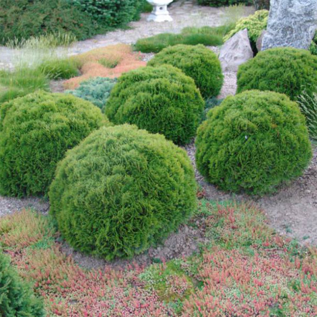[11839] THUJA OCCIDENTALIS DANICA (Persistant, 50/100)