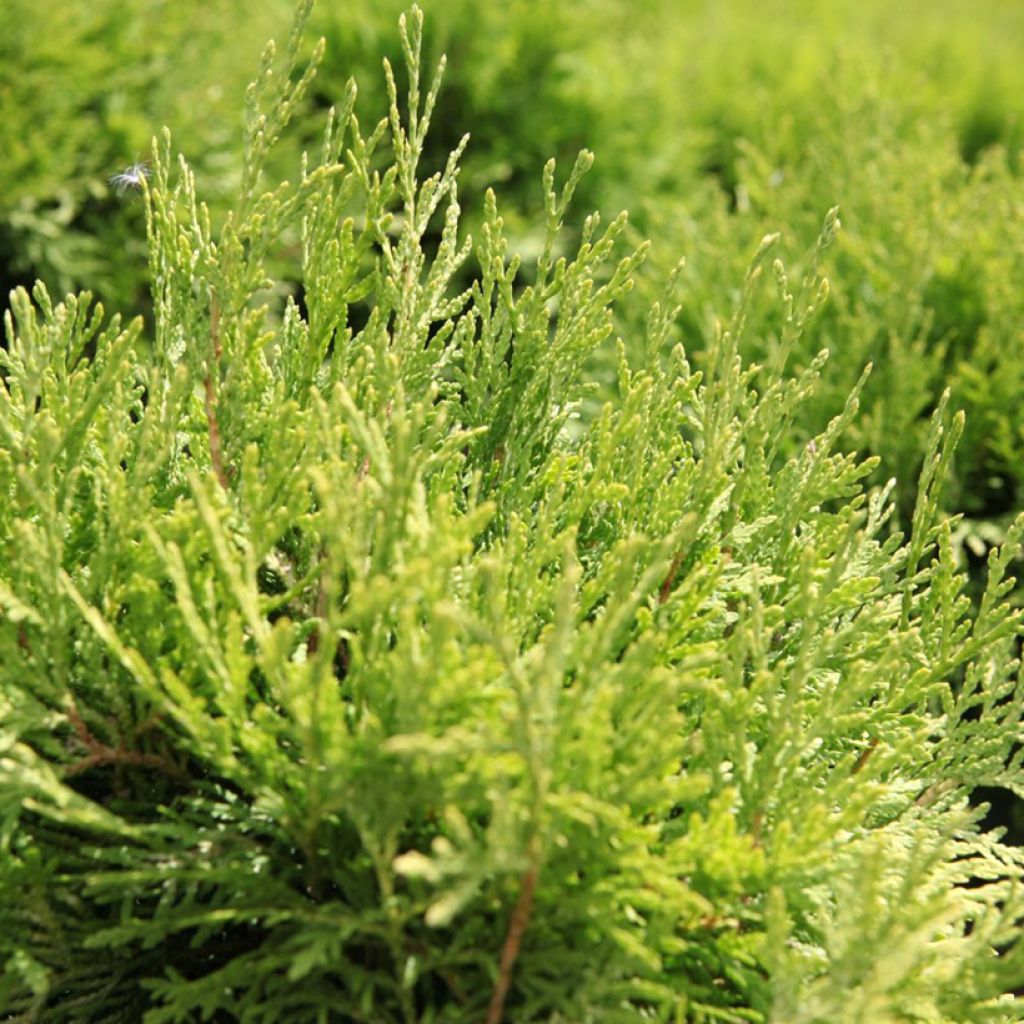 [11842] THUJA OCCIDENTALIS DANICA AUREA (Persistant, 50/100)