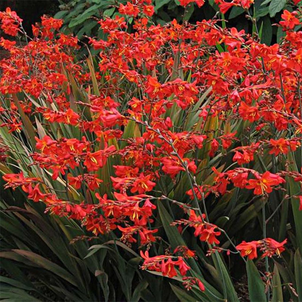 CROCOSMIA HYB.