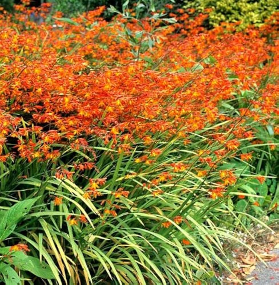 CROCOSMIA PANICULATA ORANGE