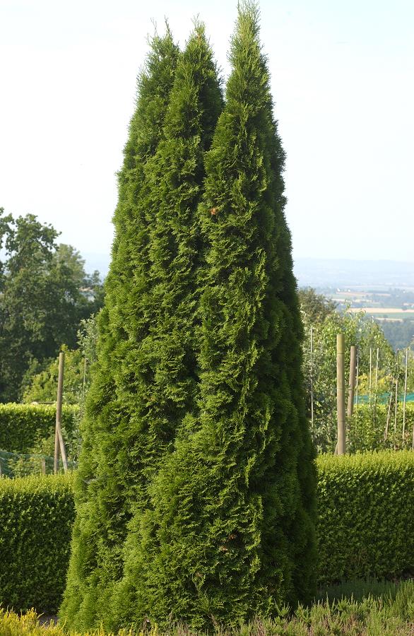 [11846] THUJA OCCIDENTALIS EMERAUDE (Persistant, 3 à 5 m)