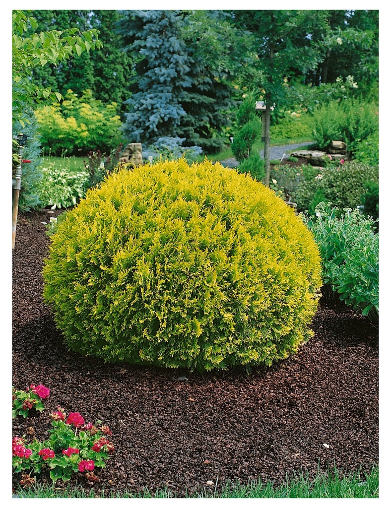 [11852] THUJA OCCIDENTALIS GOLDEN GLOBE (Persistant, 100/150)