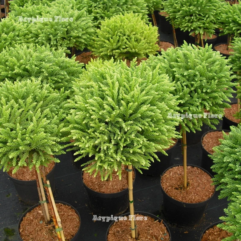 [3751] CRYPTOMERIA JAP. GLOBOSA NANA - QUART TIGE (Persistant, 50/100)