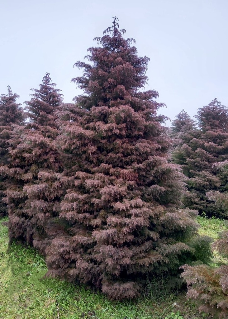CRYPTOMERIA JAPONICA ELEGANS