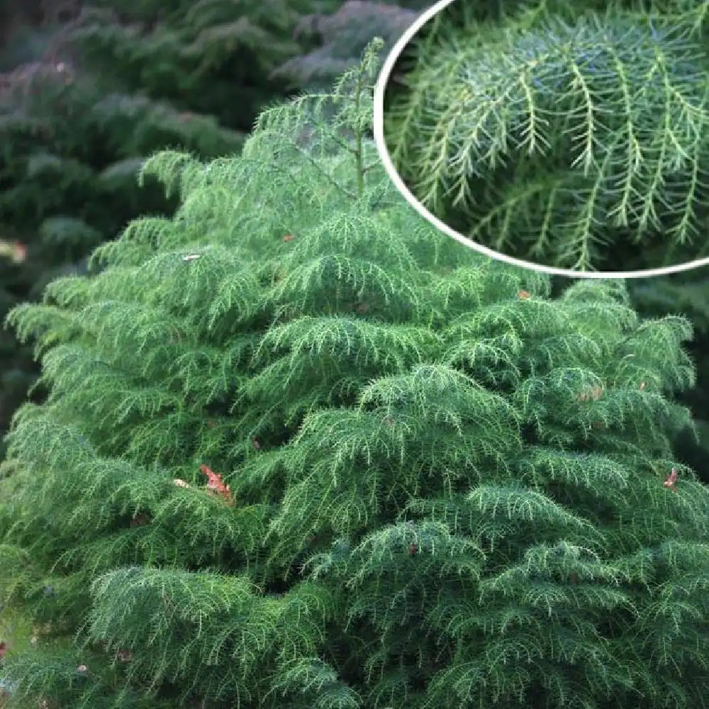 [3762] CRYPTOMERIA JAPONICA ELEGANS VIRIDIS (Persistant, 5 à 10 m)