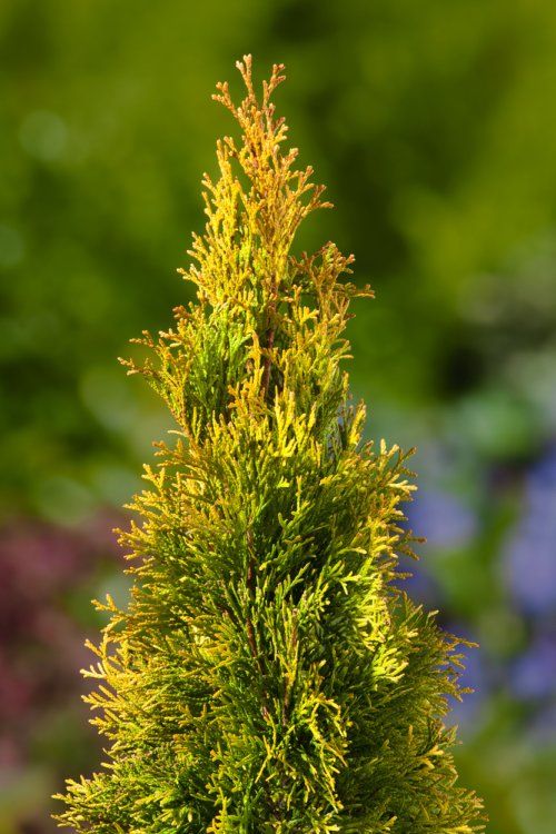 THUJA OCCIDENTALIS GOLDEN SMARAGD