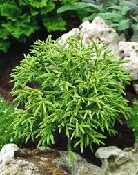 CRYPTOMERIA JAPONICA LITTLE CHAMPION