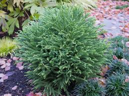CRYPTOMERIA JAPONICA LITTLE DIAMOND - DEMI TIGE