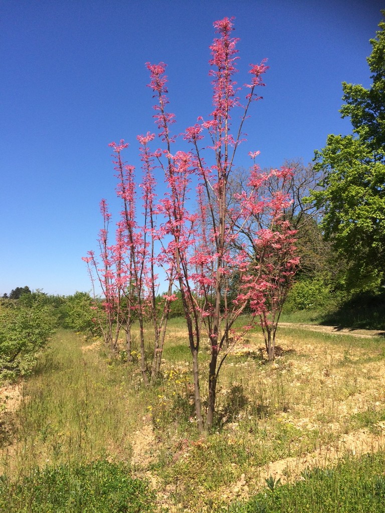 TOONA CHINENSIS - TIGE