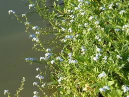 MYOSOTIS PALUSTRIS