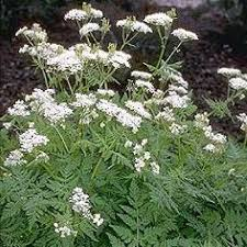 [8119] MYRRHIS ODORATA CERFEUIL VIVACE (Caduc, 100/150)