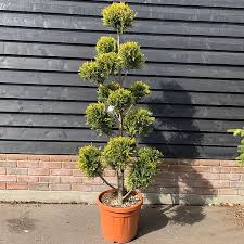 [3777] CUPRESSOCYPARIS LEYL.C.W.GOLD - QUART TIGE (Persistant, 3 à 5 m)