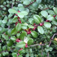 [8121] MYRSINA AFRICANA (Persistant, 100/150)