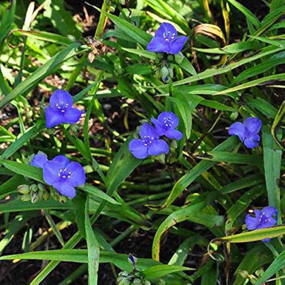 [12120] TRADESCANTIA LÉONORA BLEU FONCÉ (Caduc, 50/100)