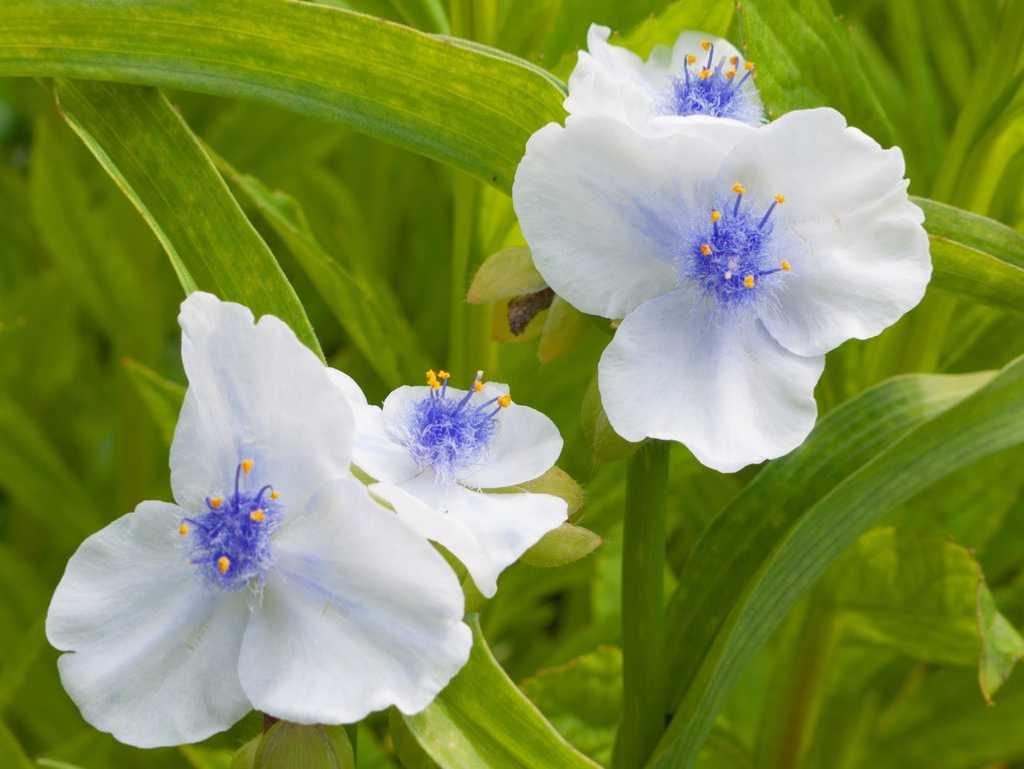 TRADESCANTIA OSPREY BLANC BLEU
