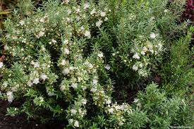 MYRTHUS COMMUNIS MYCROPHYLLA (PUMILA) - BOULE