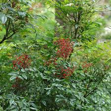 NANDINA DOMESTICA