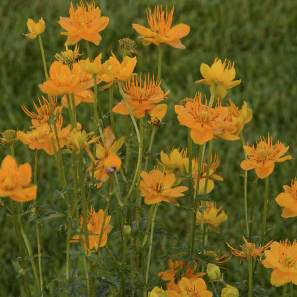 TROLLIUS GOLDEN QUEEN ORANGE