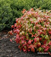 [8167] NANDINA DOMESTICA FIREPOWER (Persistant, 50/100)