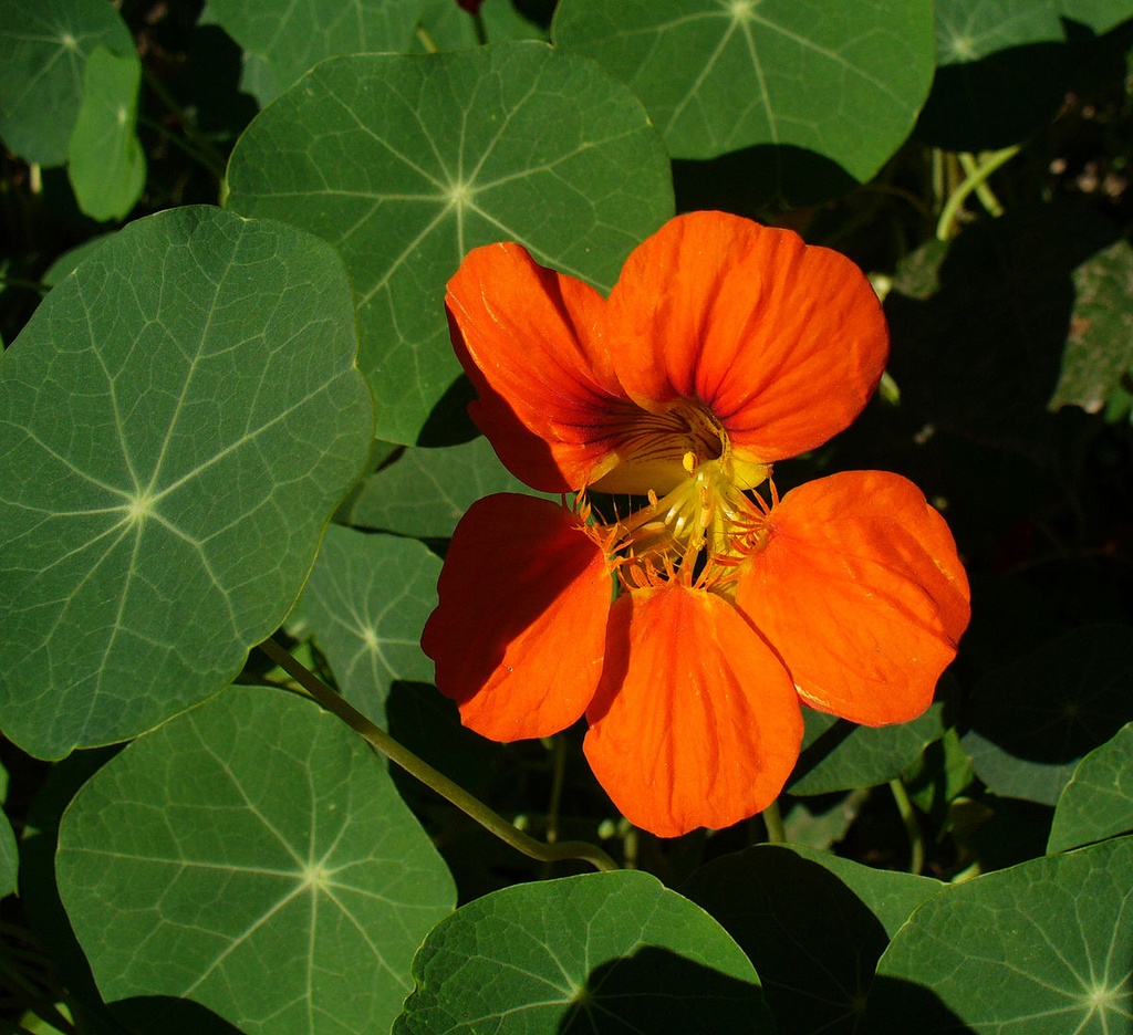 TROPAEOLUM MAJUS
