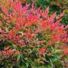 NANDINA DOMESTICA GULF STREAM