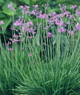 TULBAGHIA VIOLACEA