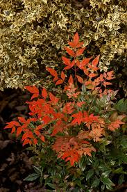 NANDINA DOMESTICA GULF STREAM RUBRA