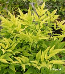 NANDINA DOMESTICA LEMON LIME