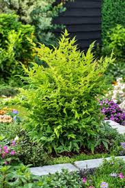 NANDINA DOMESTICA MAGICAL LEMON