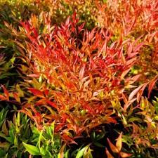 NANDINA DOMESTICA MOON BAY